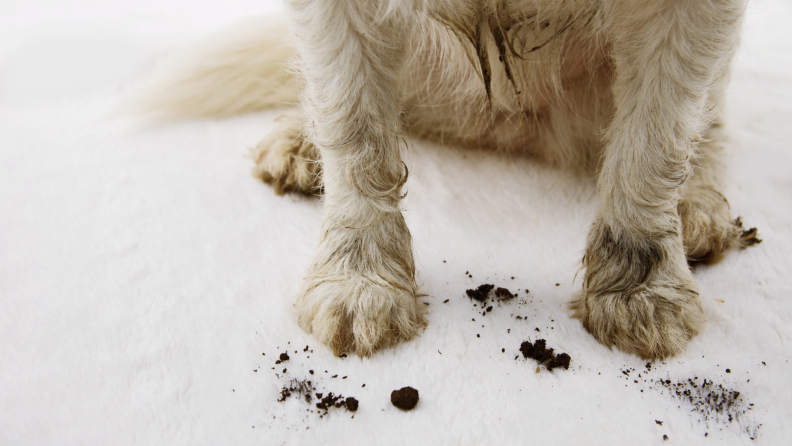 Dog standing on carpet with muddy paws