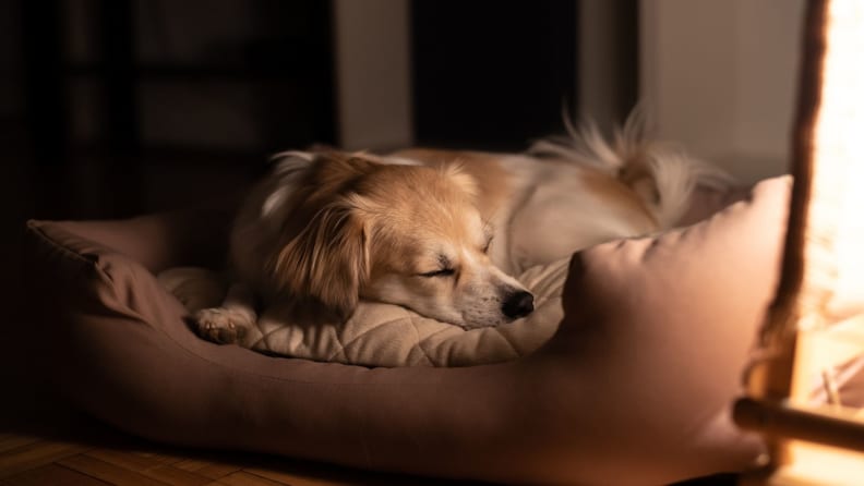 Should you let your dog or cat sleep in bed with you? - Reviewed