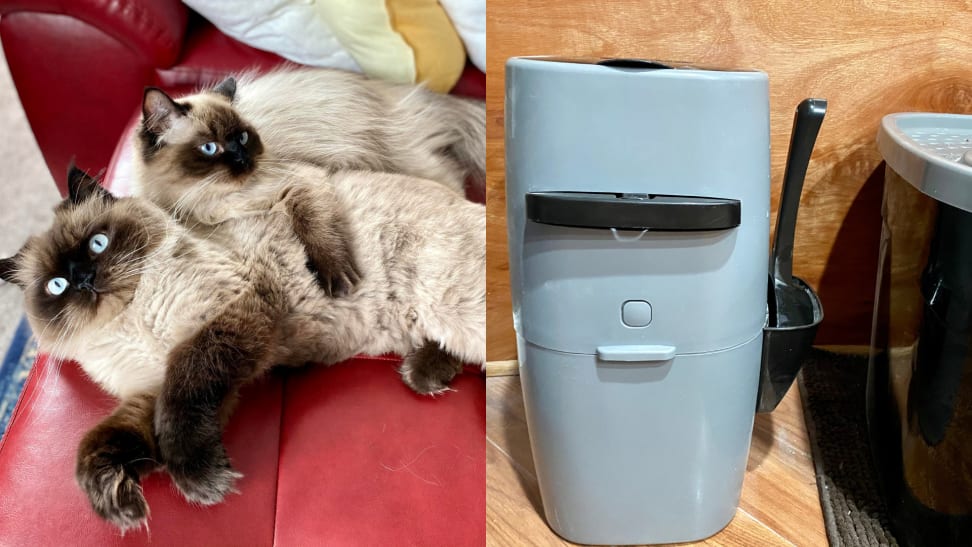 On left, two balinese cats laying down side by side on red leather couch. On right, picture of Litter Genie next to litter box.