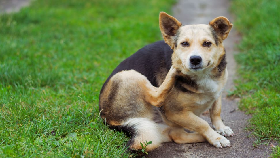 A dog scratching his chin