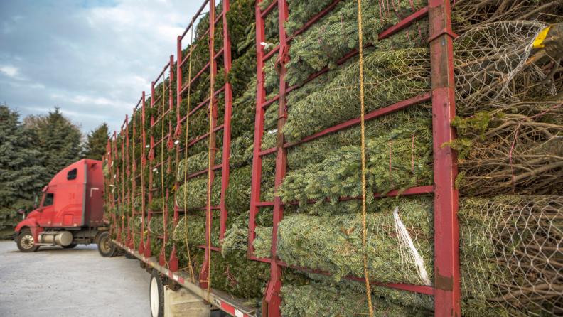 When you buy a Christmas tree from a lot, ask how long it's been since the tree was cut. Many trees were cut a month or more before reaching the retailer and these could mean you're buying a tired, dry tree.