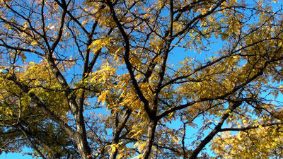 sanyo_vpc-HD1010_tree_web.jpg