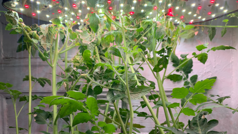 A tomato vine grows from the LetPot hydroponic garden.