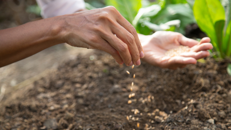 Person sprinkling seedlings from the palm of hand into the soil of garden.