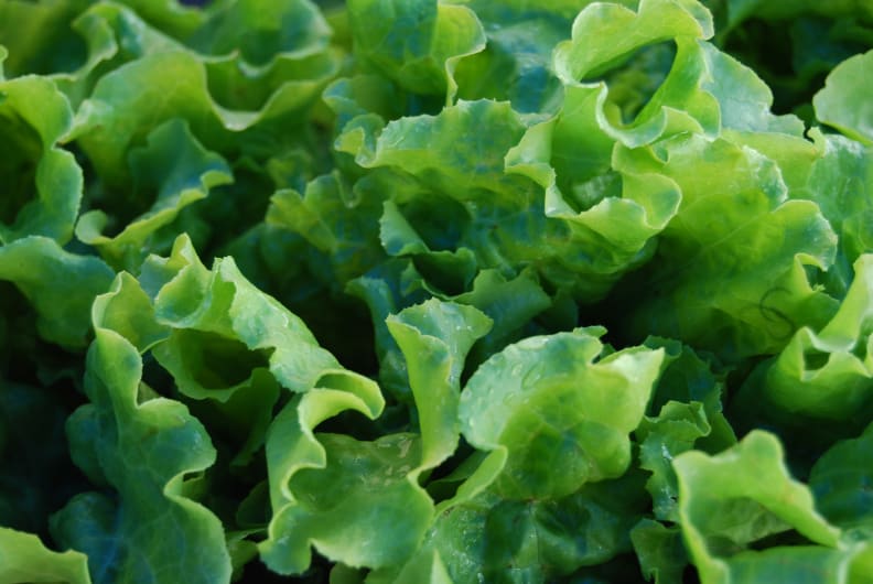 lettuce leaves