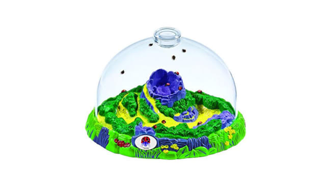 Grouchy Ladybug Growing Kit