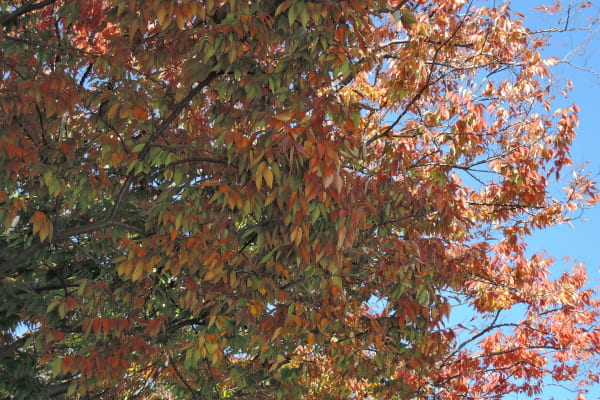 A sample photo of leaves taken by the Nikon Coolpix P340.