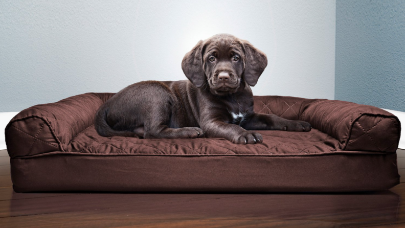 A dog sits on a doggy bed.