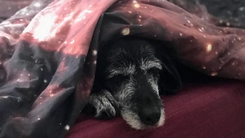 Denny in a comforter