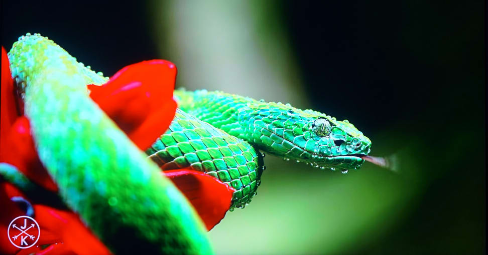 Youtube-4k-snake