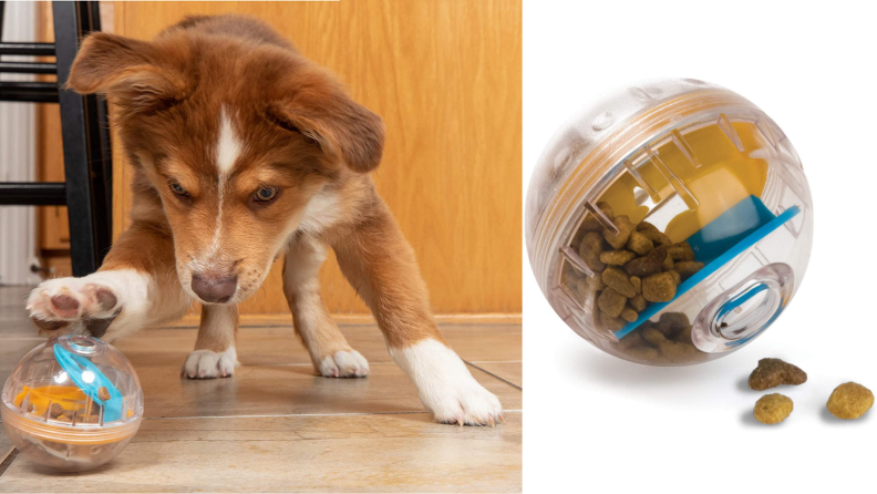 A small brown puppy plays with a transparent plastic ball designed to dispense dog food.
