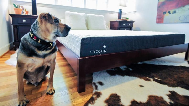 a dog sits on the floor next to the sealy cocoon mattress