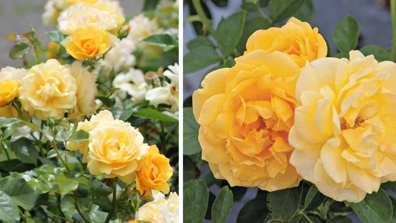 Antique rose emporium julia child yellow roses