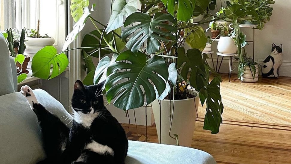 A cat sits on a couch with large green plants in the background.