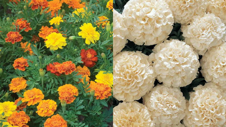 Yellow, orange and cream marigolds in garden.