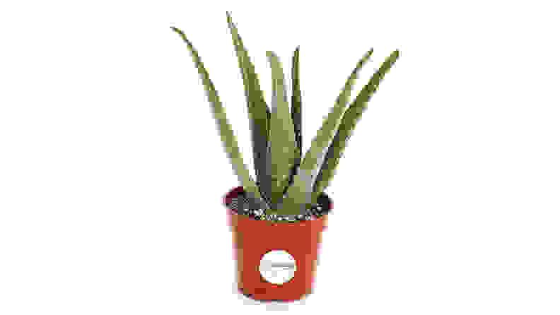 Shop Succulents Aloe Vera Plant