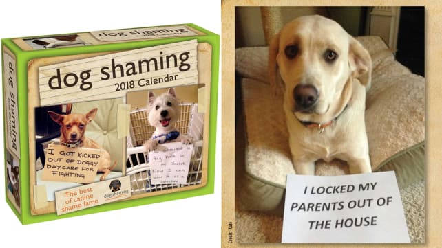 Dog Shaming Day-to-Day 2018 Calendar