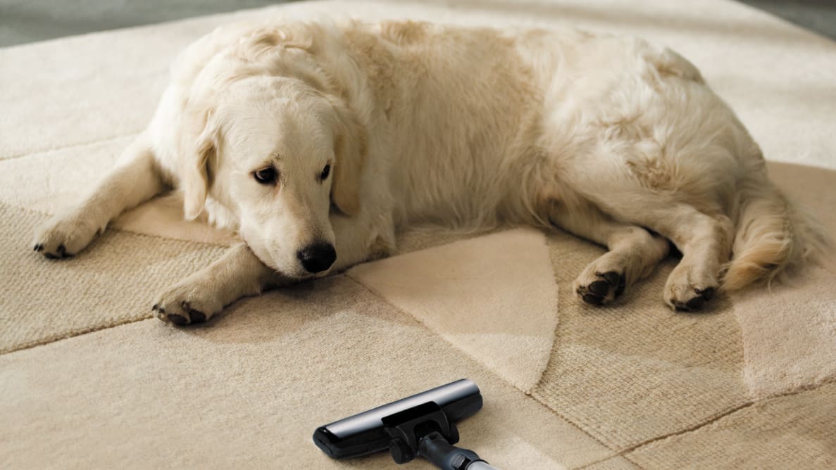 找一个合适的吸尘器可以防止你的房子被宠物的毛发占据