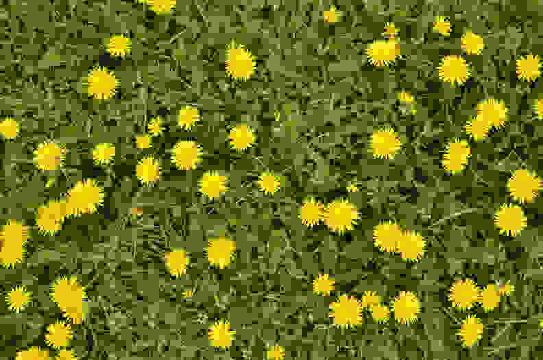 dandelions