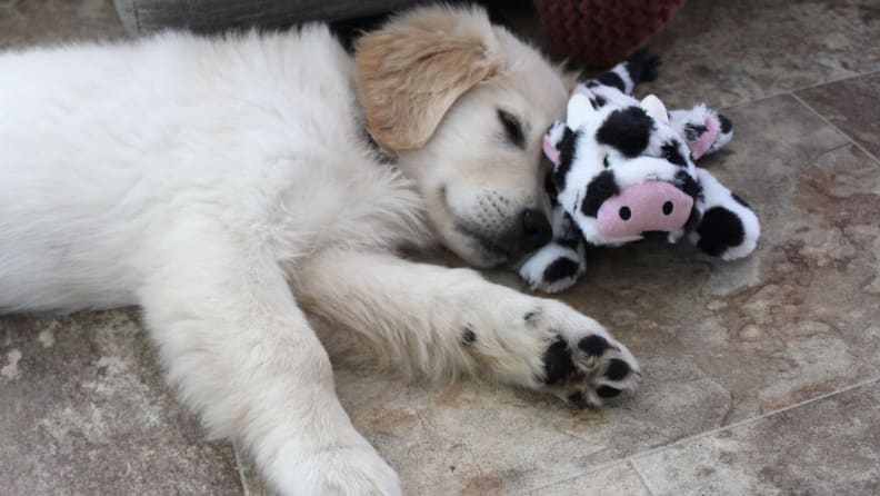 Dog laying on floor next to cow toy