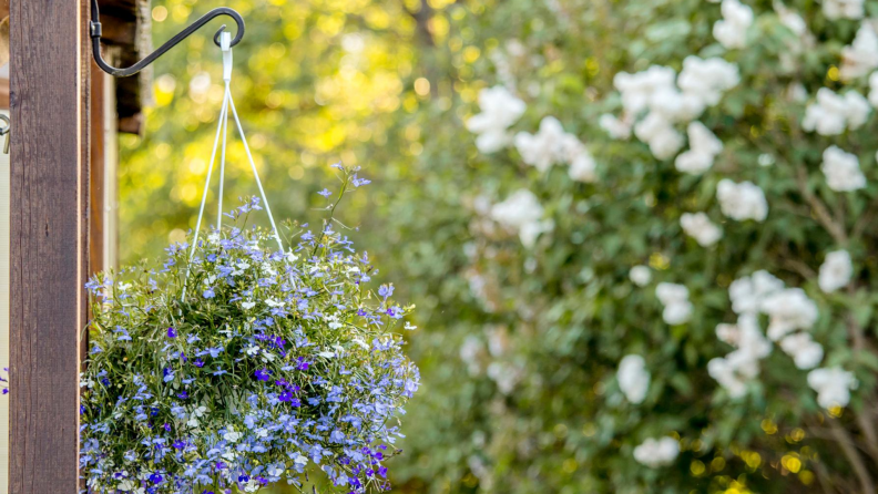 Lobelia erinus flower hanging outside from a hook