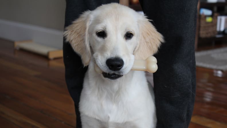 Nylabone