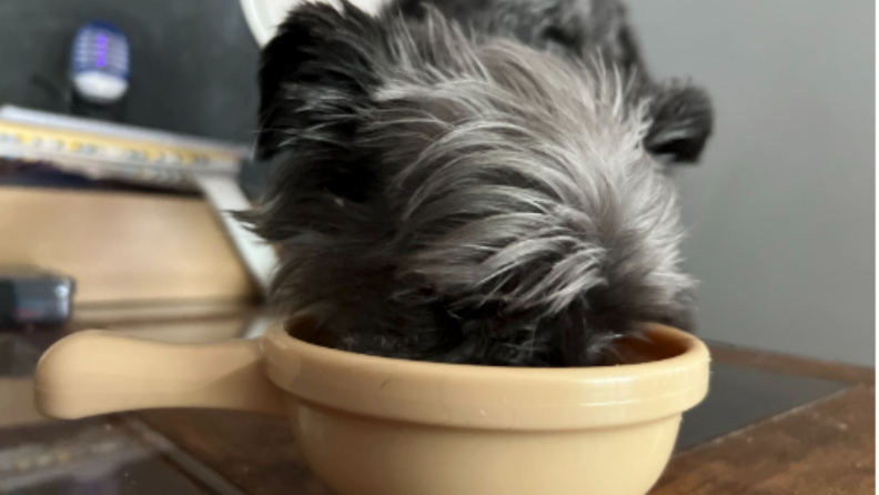 dog eating out of yellow bowl