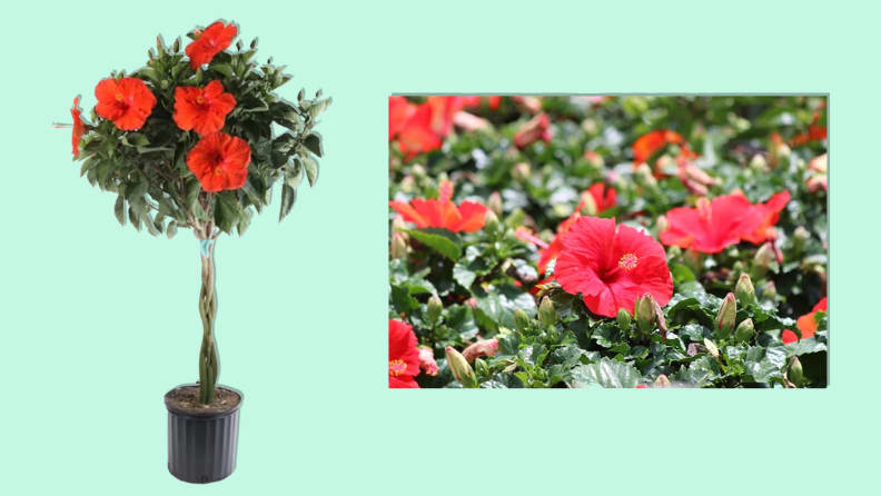 Best place to buy online outdoor plants online