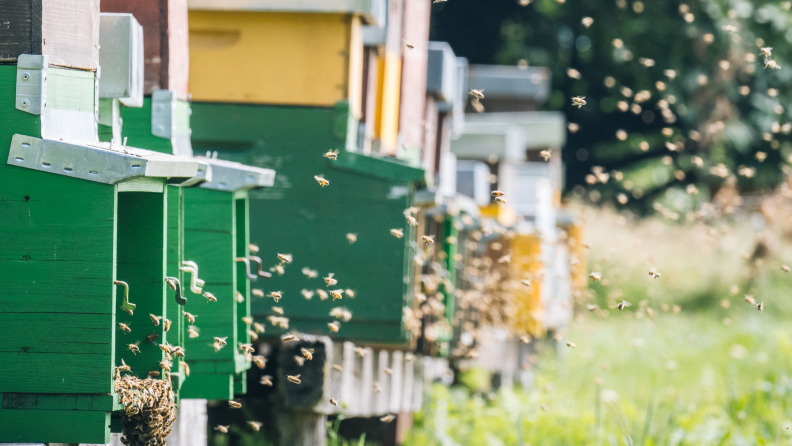 Man-made beehives in a backyard.