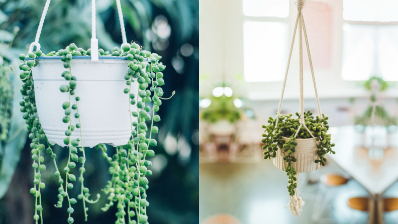 On the left, a real strong of pearls plan in a white hanging planter. On the right, a fake string of pearls plant in a tan hanging planter.