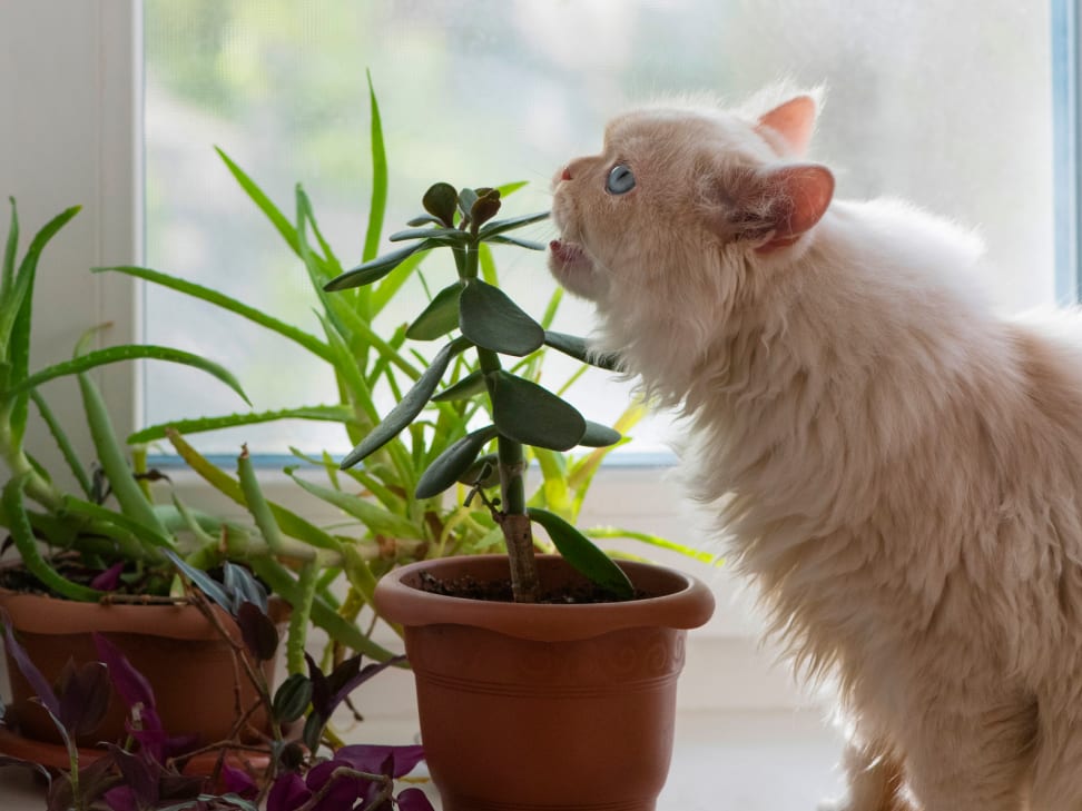 Алоэ для кошек. Комнатные растения безопасные для кошек. Комнатные животные. Собака ест комнатное растение. Домашние цветы безопасные.