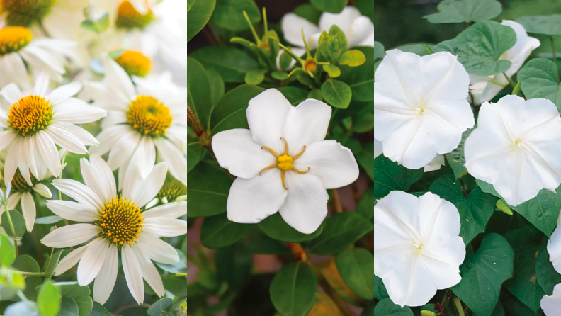 Three images of white flowers in a garden.
