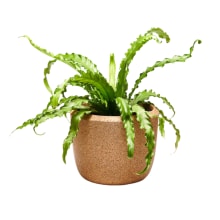 Product image of Craighill Cloud Planter