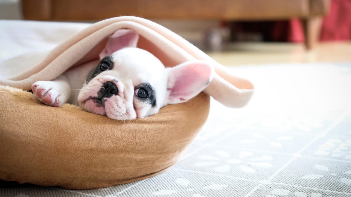 Self heating pet hot sale bed reviews