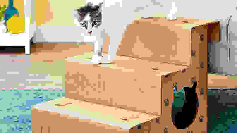 A white cat with gray markings on the head descends a set of cardboard steps