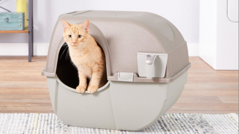 Cat emerging from litter box