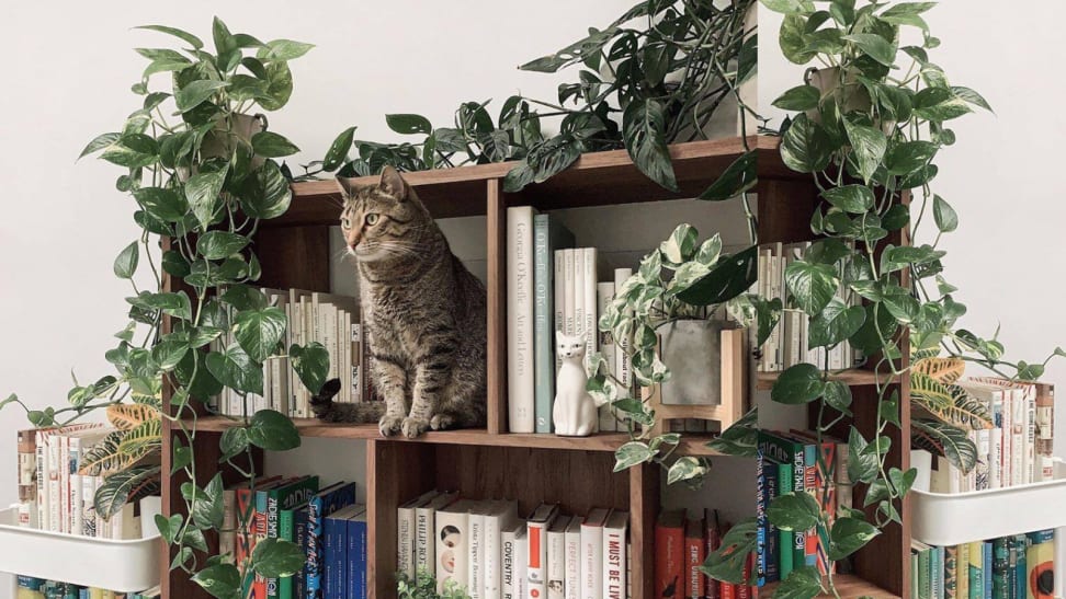 A cat on a bookshelf with plants.