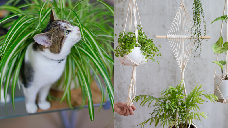 On left, cat standing in leaves of spider plant. On right, person touching assorted hanging plants.