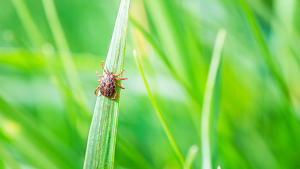 Close-up of tick on a blade of grass in a lawn