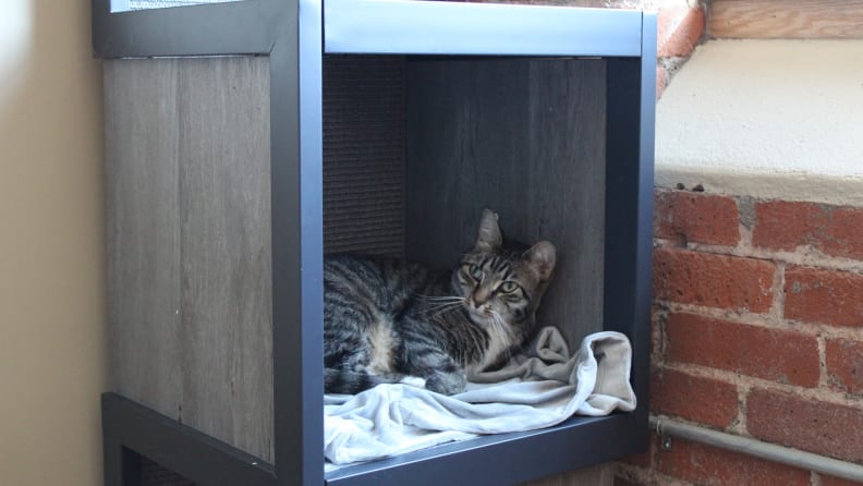Nugget quickly took to the AutoPets Cat Tower.