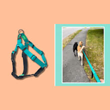 Product image of Rover Gear leashes and harnesses