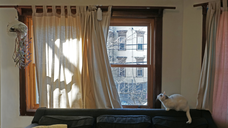 Wide shot of a curtain with the SwitchBot attached while a cat sitting atop a couch looks at the window.