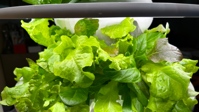 Leafy green plant growing out of Lettuce Grow Farmstand.