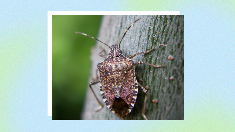 Photo of a stink bug climbing up a piece of wood in front of a background.