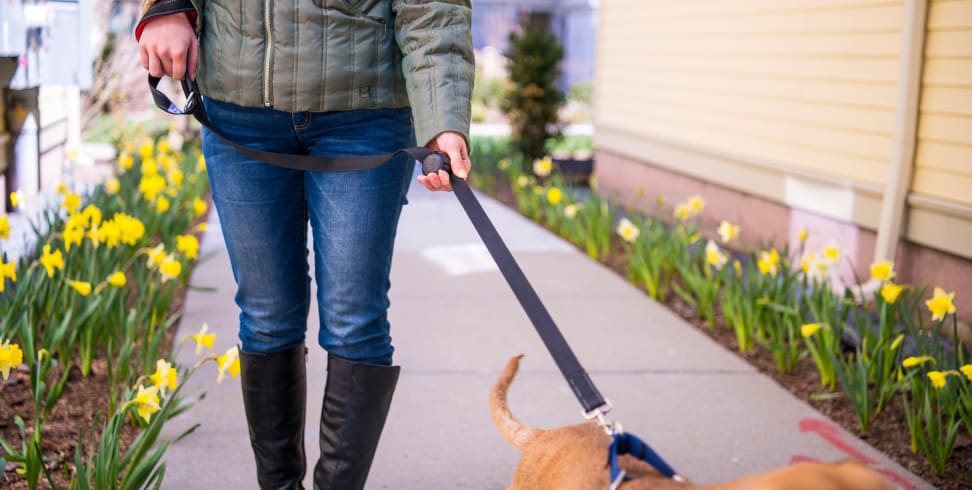 most secure dog leash