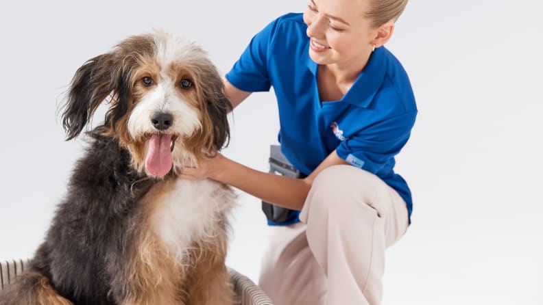 Blonde PetSmart grooming worker in blue shirt pets dog