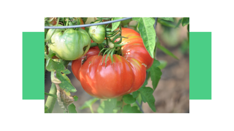 Plump green and red tomatoes growing on vine.