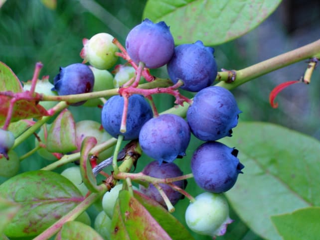 blue berries.jpg