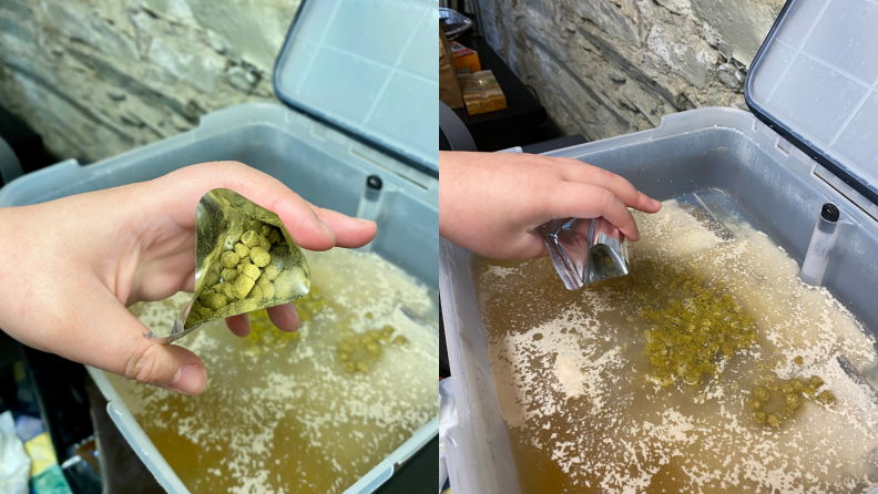 On the left, a person is holding a bag of green hops close to the camera; on the right, the person is adding hops to a tub of warm beer liquid.