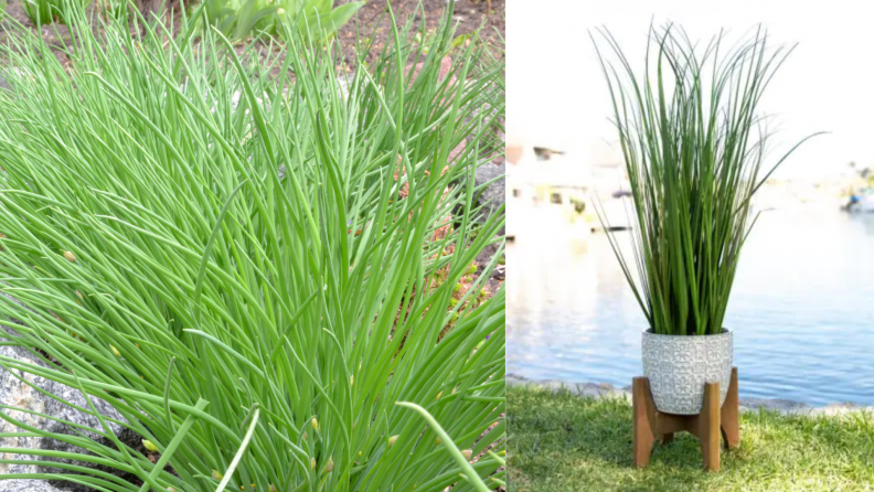 On the left, an onion grass plant in the ground. On the right, onion grass in a ceramic planter in front of a body of water.